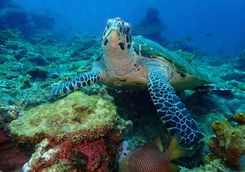 turtle