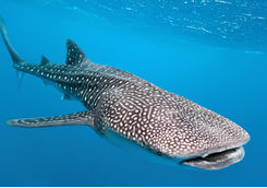 whale shark