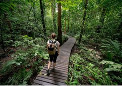 jungle walk