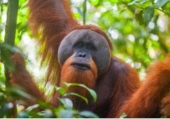 orangutan