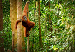 orangutan in the trees