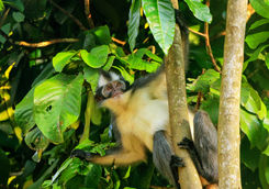 thomas leaf monkey