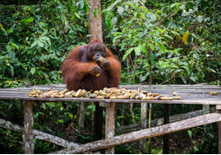 orangutan feeding platform