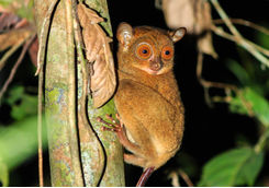 tarsier at night
