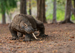 komodo dragon