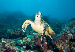 turtle