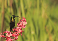 bronze sunbird plant