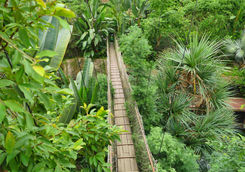 canopy walk rainforest