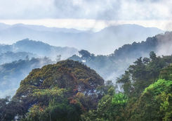 rainforest byungwe national park