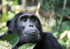 rwenzori mountains chimpanzee