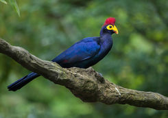 bird ross's_turaco