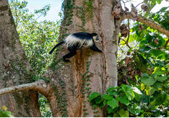 black white colbus monkey