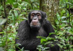 close up chimpanzee