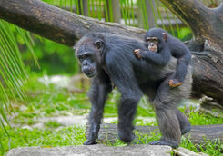 mother baby chimps