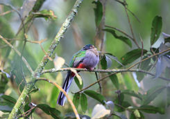 bird narina trogon