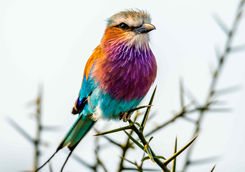 coracias caudtus bird