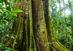 rainforest tree moss