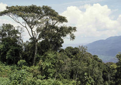 nyungwe national park landscape