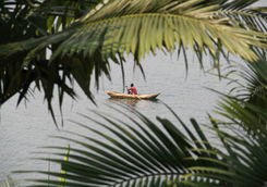 canoe on lake kivu through palm fonds
