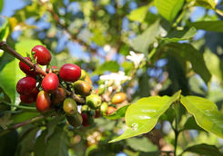 ripe coffee bean plantation