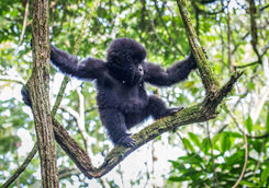 baby gorilla climbing tree