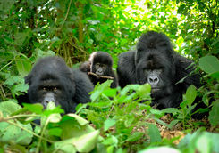 family mountain gorillas