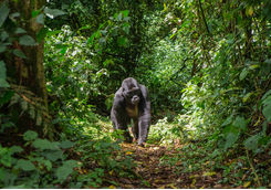 male mountain gorilla rainforest