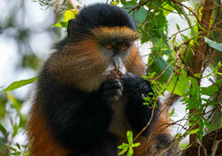eating in a tree golden monkey