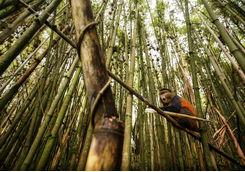 golden monkey in bamboo forest