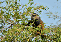 golden monkey in a tree
