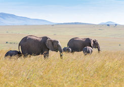 elephant family savanna