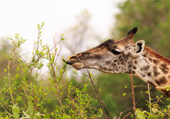 giraffe close up