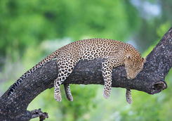leopard sleeping in tree