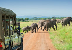safari car elephants