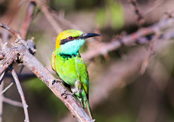 bee eater bird zambia