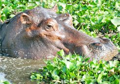 hippo pond