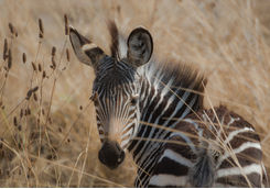 zebra close up