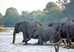 elephants crossing zambezi