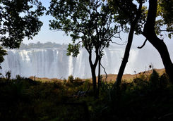 victoria falls through trees