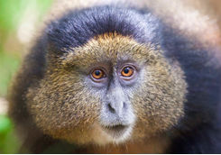 close up golden monkey