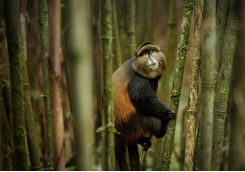 golden monkey in bamboo forest