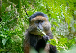 golden monkey in volcanoes national park