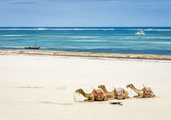 camel at diani beach
