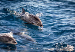 dolphin spotting