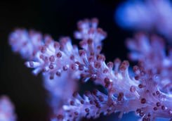 kenya tree coral
