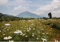 flowers volcano national park