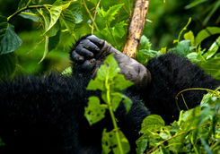 close up gorilla foot