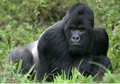 close up male mountain gorilla