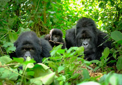gorilla family volcanoes national park