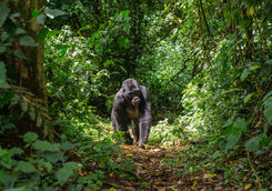 male mountain gorilla rainforest
